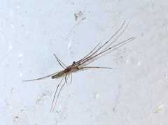 Tetragnatha