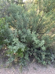 Condalia spathulata
