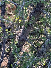 Condalia spathulata