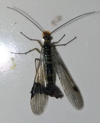 Mecoptera