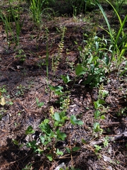 Rhynchosia tomentosa mollissima