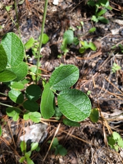 Rhynchosia tomentosa mollissima