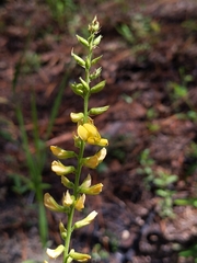 Rhynchosia tomentosa mollissima