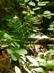 Deparia acrostichoides