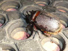 Heterogomphus mniszechi