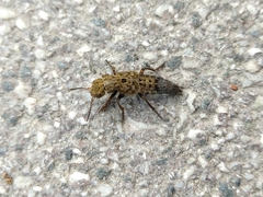 Ontholestes tessellatus