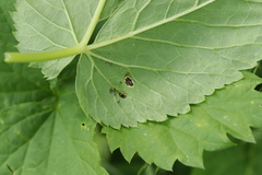 Puccinia aegopodii