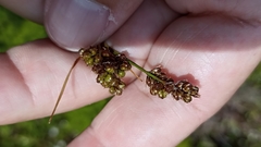 Luzula multiflora multiflora