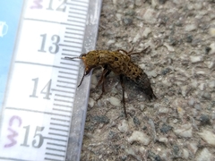 Ontholestes tessellatus