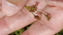 Luzula multiflora multiflora