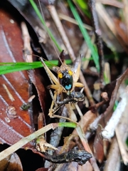 Paralobaspis