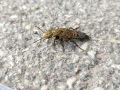 Ontholestes tessellatus