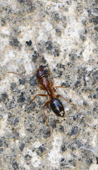 Camponotus nylanderi