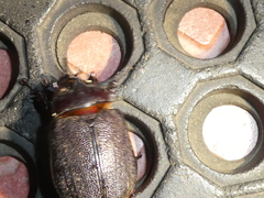 Heterogomphus mniszechi