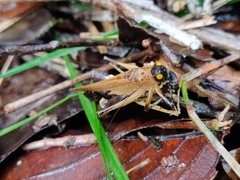 Paralobaspis
