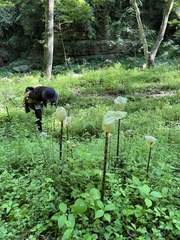 Amorphophallus yunnanensis