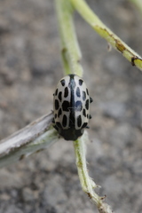 Chrysomela vigintipunctata
