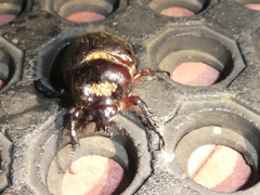 Heterogomphus mniszechi