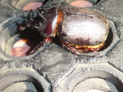 Heterogomphus mniszechi