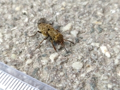 Ontholestes tessellatus