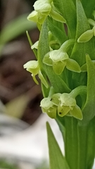 Platanthera pollostantha