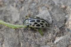Chrysomela vigintipunctata