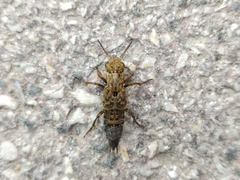 Ontholestes tessellatus