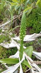 Platanthera pollostantha