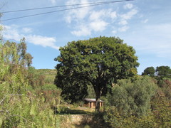 Schinus latifolia