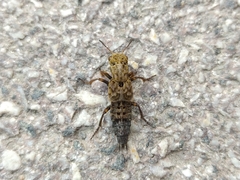 Ontholestes tessellatus