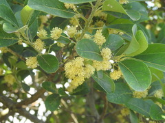 Litsea glutinosa
