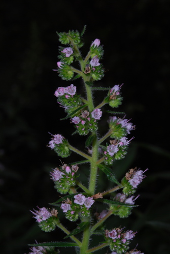 Echium strictum image