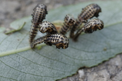 Chrysomela vigintipunctata