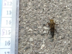 Ontholestes tessellatus