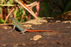 Platysaurus orientalis