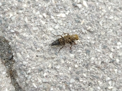 Ontholestes tessellatus