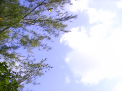 Troides magellanus