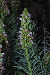 Echium sventenii image