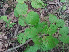 Viburnum rafinesqueanum