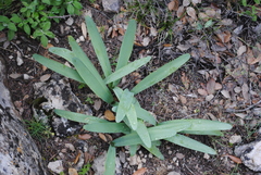 Pancratium illyricum