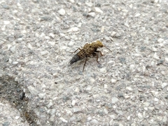 Ontholestes tessellatus