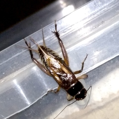 Teleogryllus occipitalis