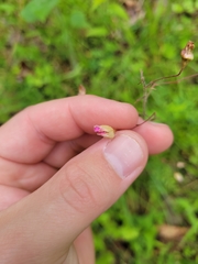Heuchera longiflora