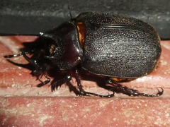 Heterogomphus mniszechi