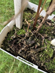 Funaria hygrometrica