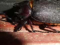 Heterogomphus mniszechi