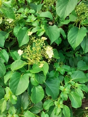 Hydrangea petiolaris