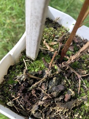 Funaria hygrometrica