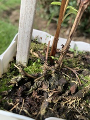 Funaria hygrometrica