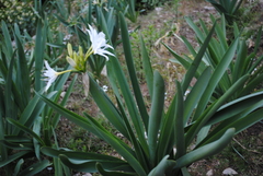 Pancratium illyricum